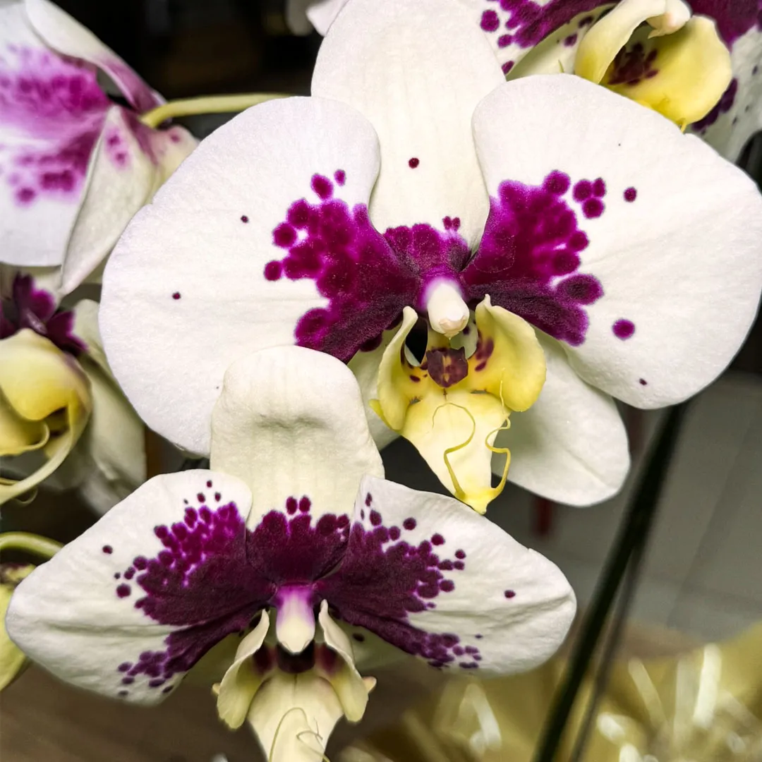 Muda Orquidea Phalaenopsis P12 TL - Terra Zoo