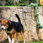 Brinquedo Corda com Nós XG para Cães Mimo