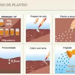 Sementes de Grama (Folha Fina) Carpete 100g Isla