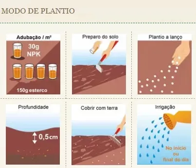 Sementes de Grama (Folha Fina) Carpete 100g Isla