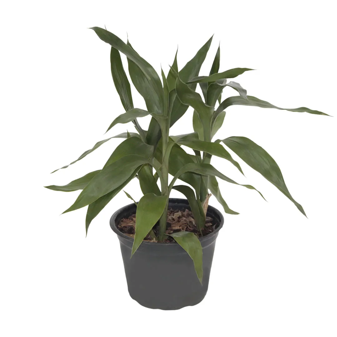Muda Dracena Bambu Da Sorte P15 - Terra Zoo
